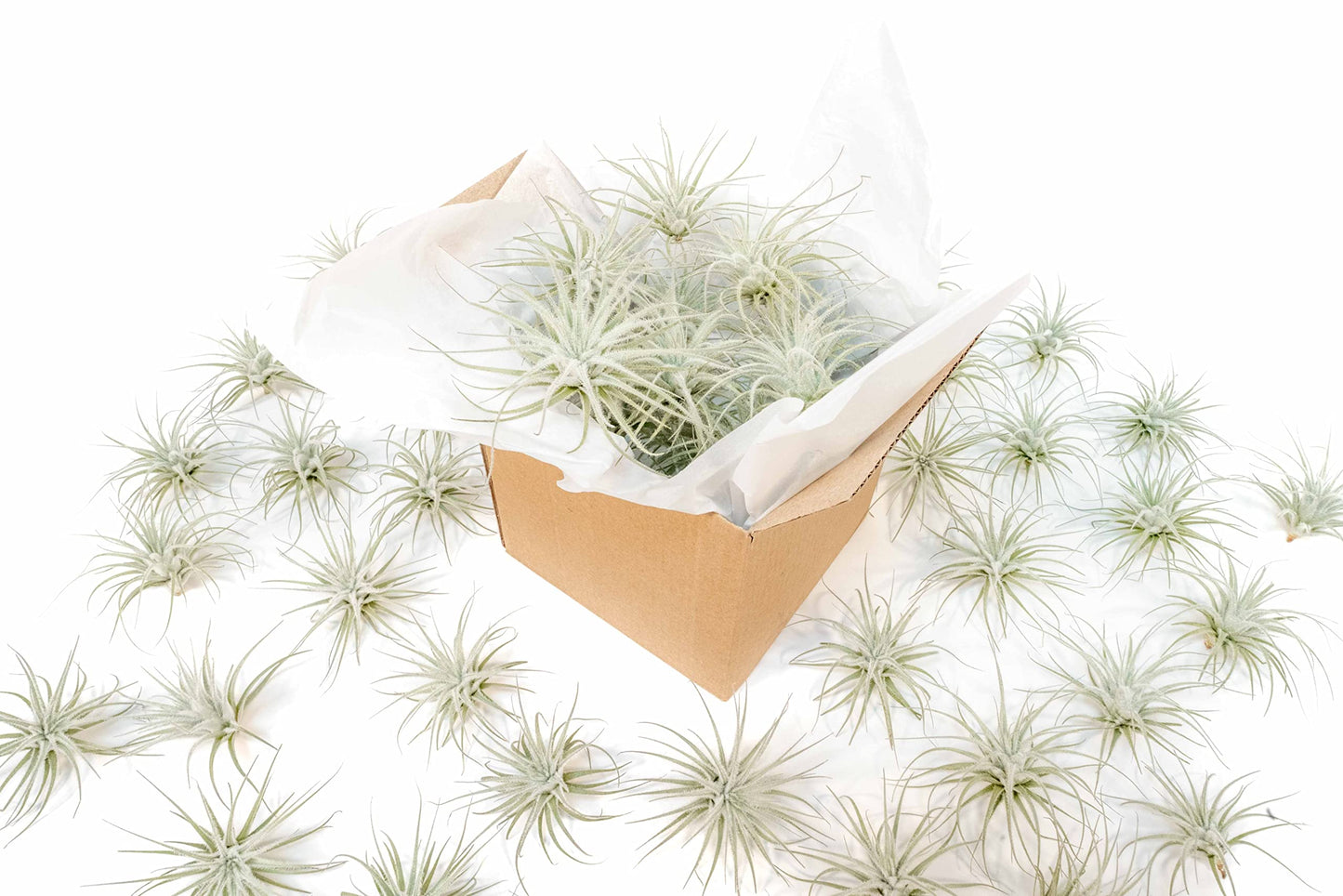 Air Plant Shop 5 Pack Rare Tectorum Ecuador Air Plants - Unique, Bright White, Nursery-Grown Tillandsia House Plant with Fuzzy Trichomes for Terrariums, Driftwood & Living Walls - Wholesale