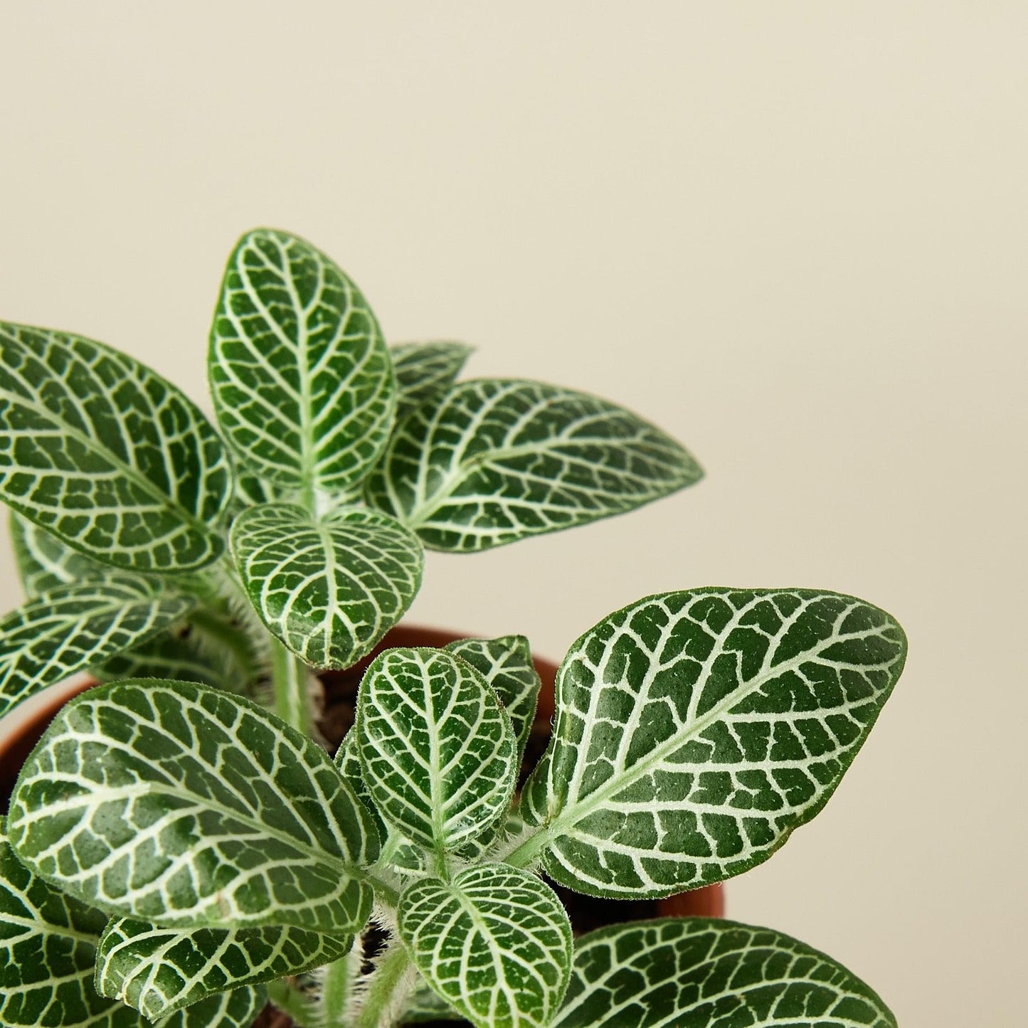 Fittonia 'White Nerve Plant' | Live Plant for Indoor & Outdoor | for Living Room, Office, Bathroom | (4" Pot)