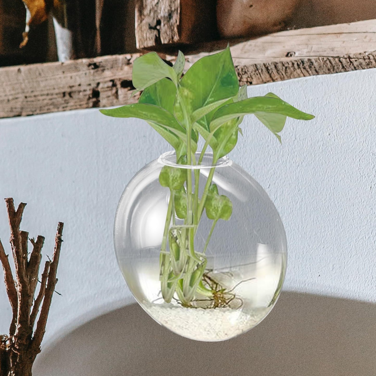 NUOBESTY Wall Mounted Glass Planter Vase for Hydroponic Plants, Small Terrarium Pot for Air Plant Propagation and Home Décor, Single Hanging Glass Flower Vase