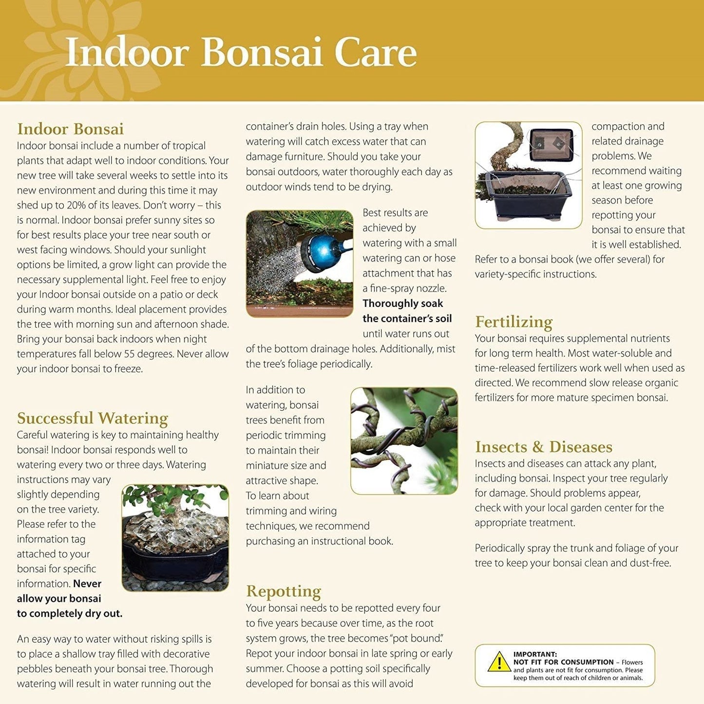 Brussel's Bonsai Live Ginseng Grafted Ficus Indoor Bonsai Tree - Medium, 6 Year, 8 to 12 In - Live Bonsai Tree in Ceramic Bonsai Pot and Humidity Tray