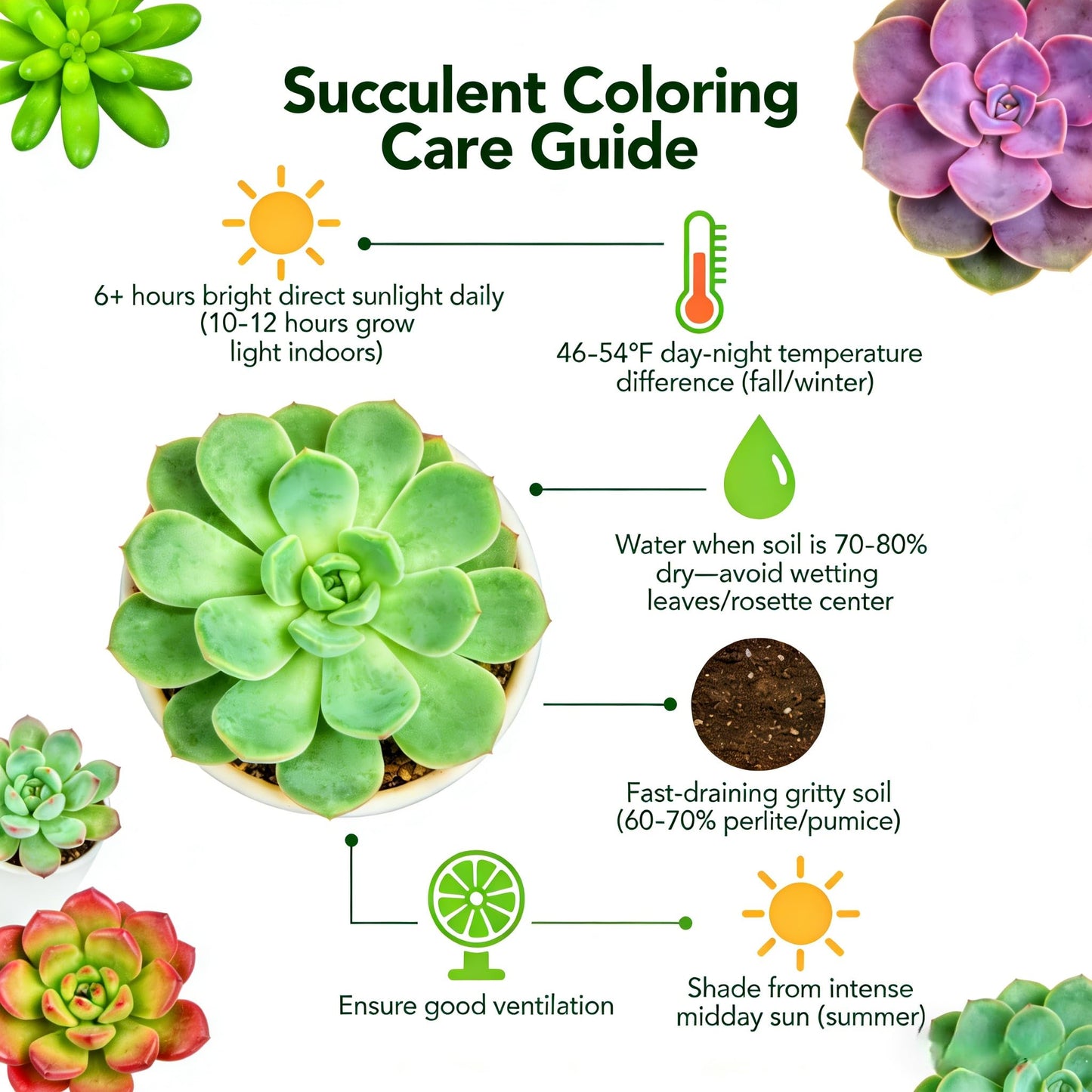 Sprout N Green Variegated Bear’s Paws, Live Succulent Plant Fully Rooted in 2" Pot with Soil, Home Office Indoor Outdoor Wedding Decoration DIY Project, Easy to Care, Keep Away from Pets