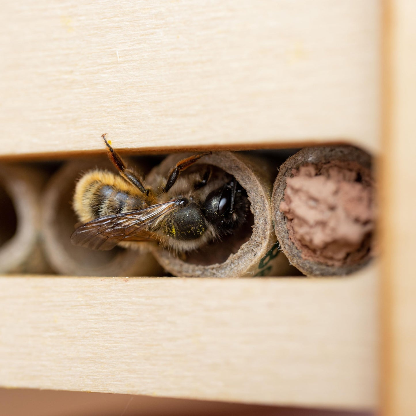 DIY Solitary Bee Hotel Kit – Make Your own Home for Wild Bees. Bee-Friendly Gift for Nature Lover. 190 x 215 x 70mm