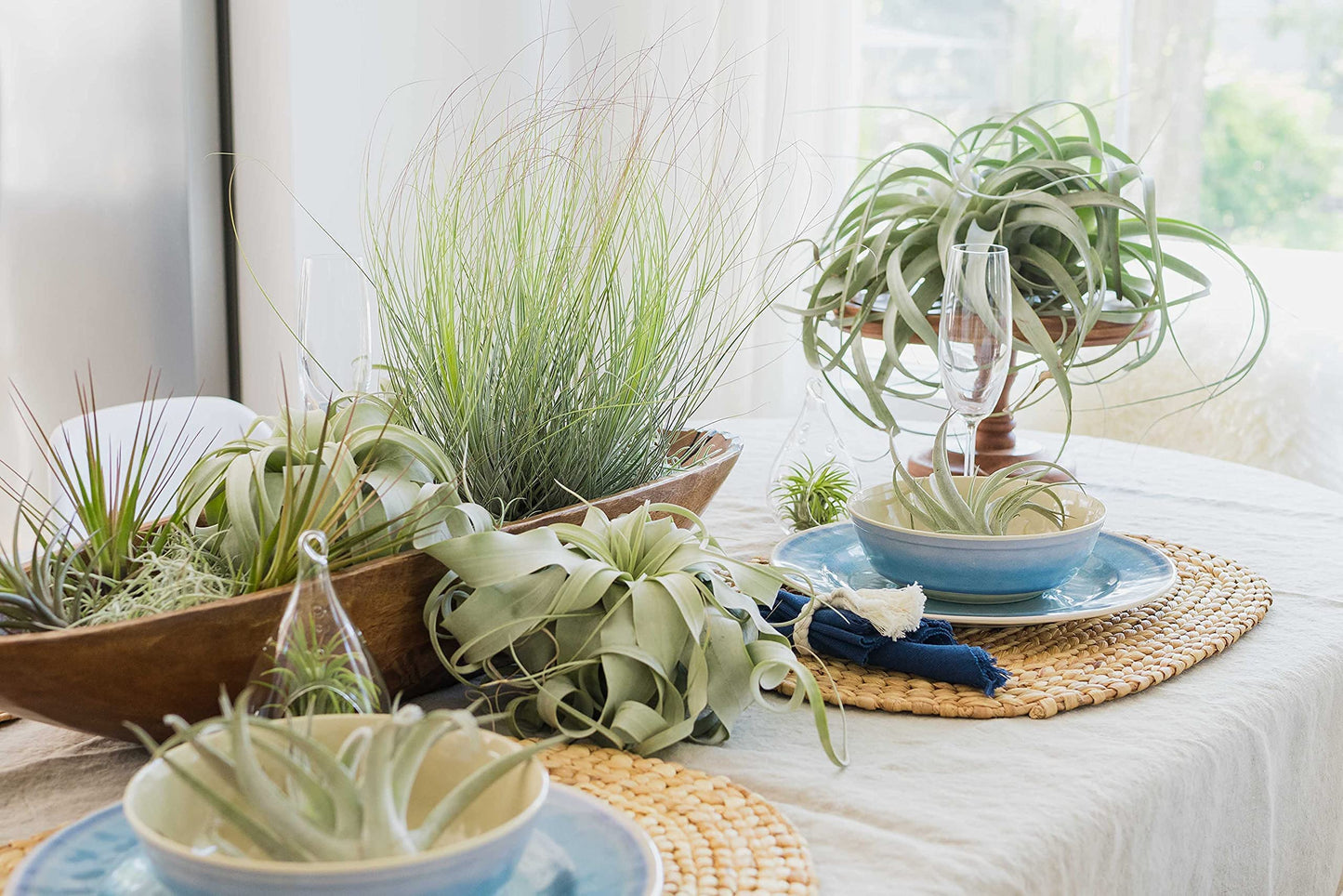 6 Pack Large Xerographica Air Plants 5 to 7 Inch Wide - Air Plants Live Tillandsia Succulent House Plants Holders- Available in Wholesale and Bulk Air Plant- Easy Care Indoor and Outdoor Plants