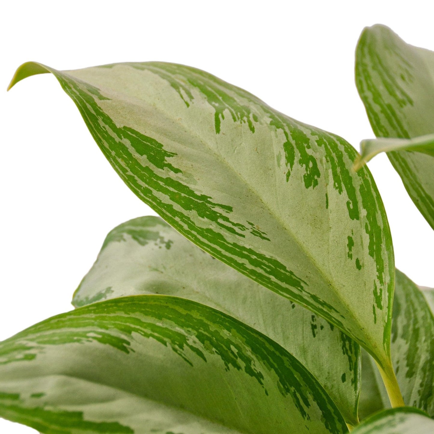 3 Pack Chinese Evergreen 'Silver Bay' in 6in Pot - Live Plants Tropical Houseplants | Variegated | USA Growers | The Snobby Leaf