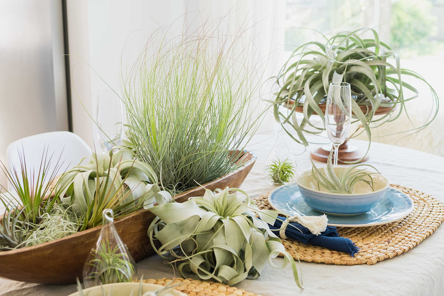 Air Plant Shop 10 Pack Premium Variety Pack with Fertilizer Packet- Wholesale and Bulk - Succulents - Live Tillandsia - Easy Care Indoor and Outdoor House Plants