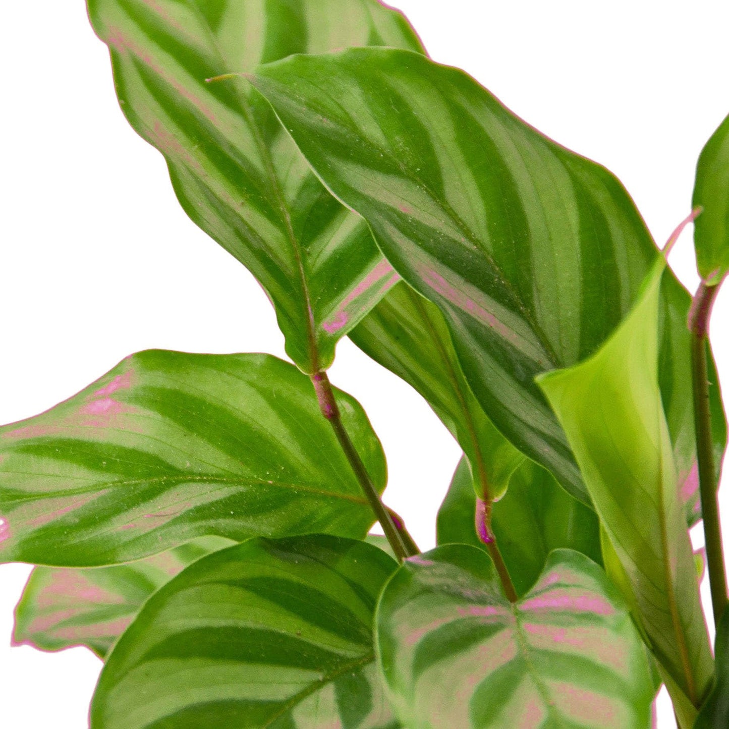 3 Pack Calathea Concinna 'Freddie' in 6in Pot - Live Tropical Houseplant - Easy to Grow | Air Purifying | Pet Friendly | Variegated | USA Growers | The Snobby Leaf