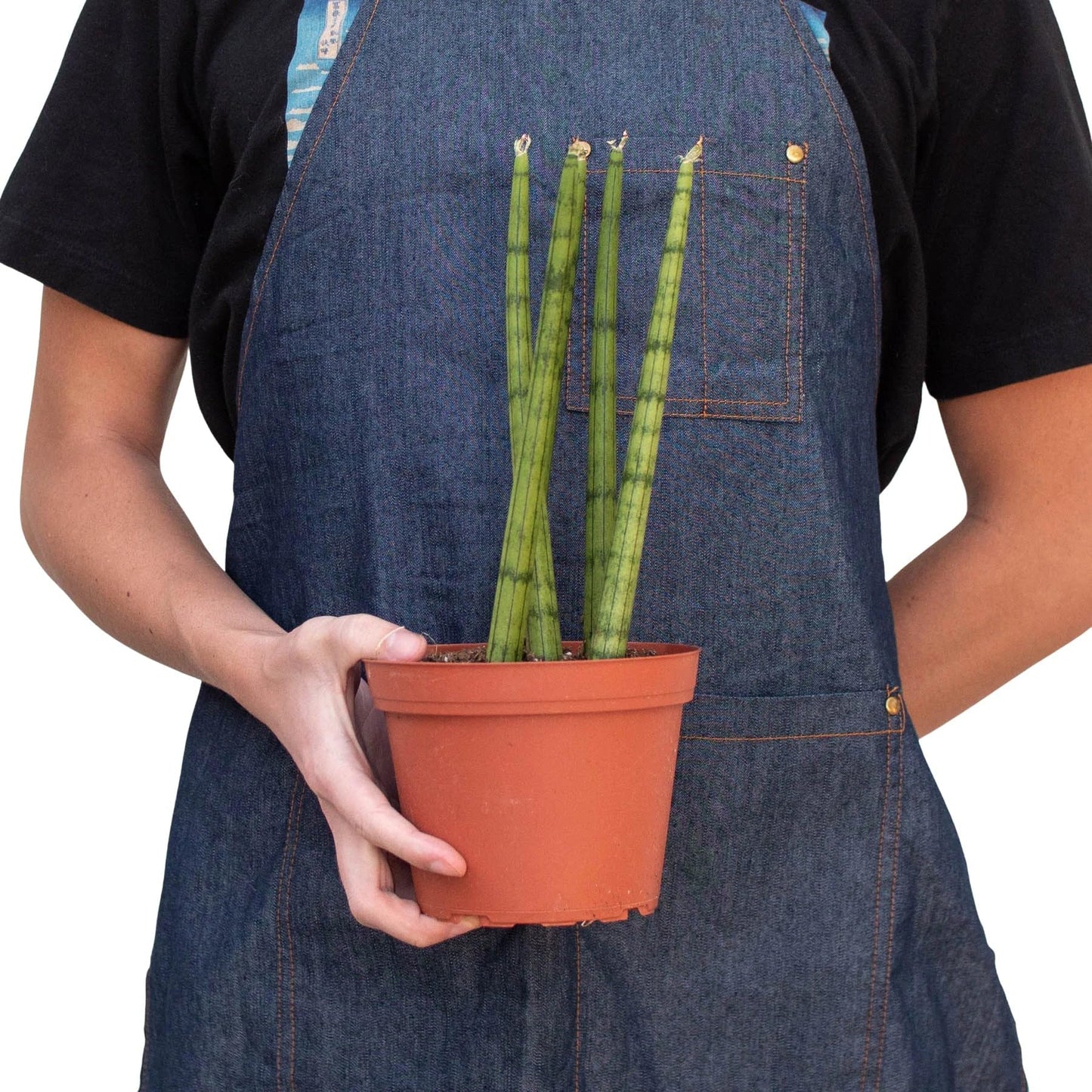 10 Pack Snake Plant Cylindrica in 4in Pot - Live Plants Tropical Houseplants | Variegated | USA Growers | The Snobby Leaf