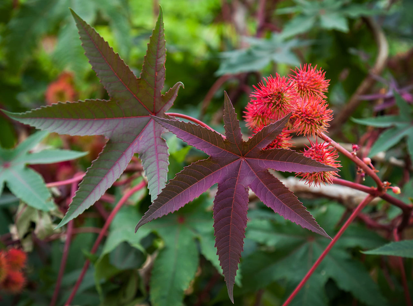Smoke Camp Crafts Castor Plant Seeds, Ricinus communis, Grows Into Beautiful Mole Plants, African Wonder Tree, 10 Seeds for Planting, 6 Grams