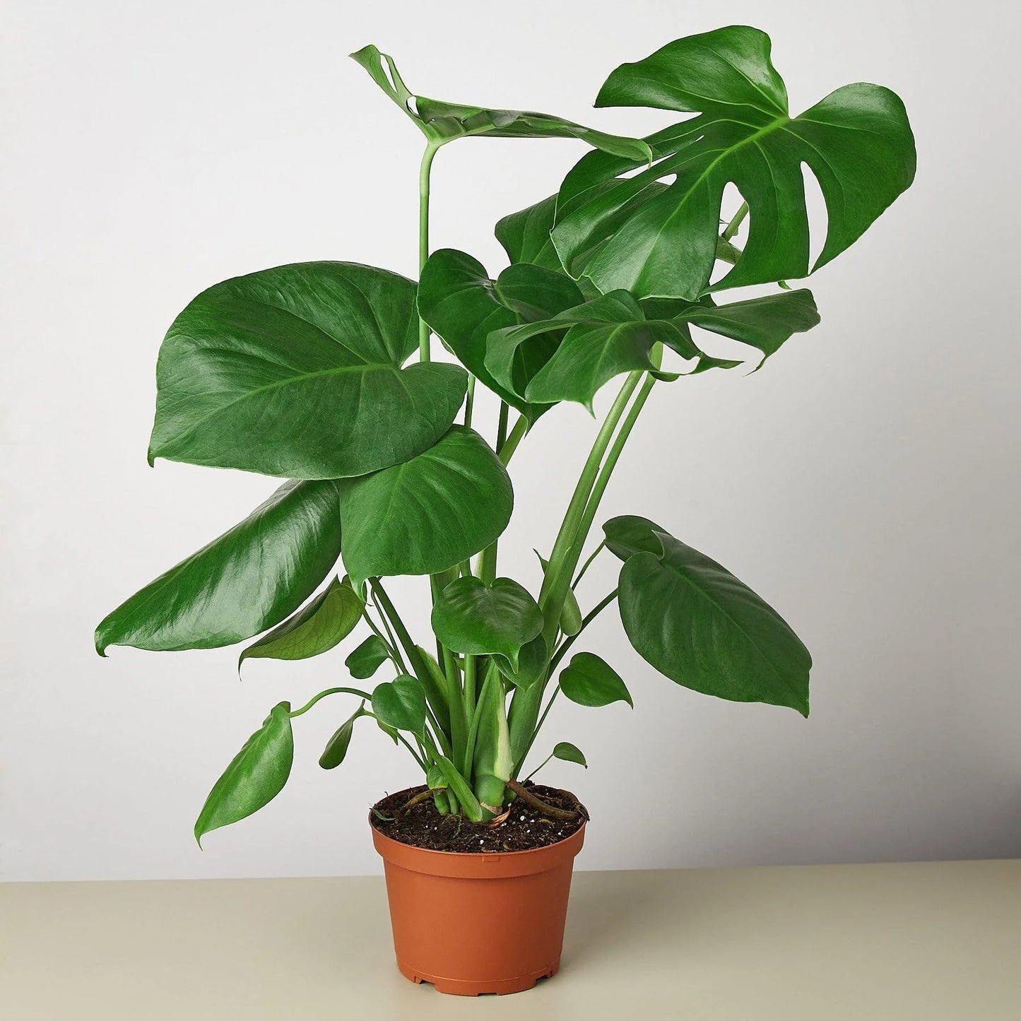 5 Pack Philodendron Monstera Split-Leaf in 6in Pot - Live Plants Tropical Houseplants | Variegated | USA Growers | The Snobby Leaf