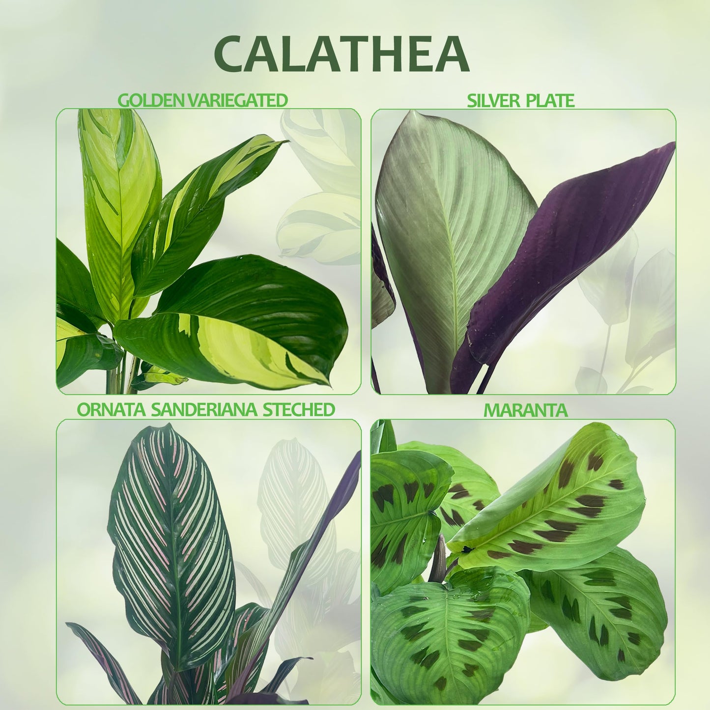 LEAL PLANTS ECUADOR Calathea Maranta (Pack of 2) Fascinating Leaf Movement, Easy Care Tropical Houseplant, Air-Purifying, Ideal for Home & Office Decor, Unique Living Plant Gift