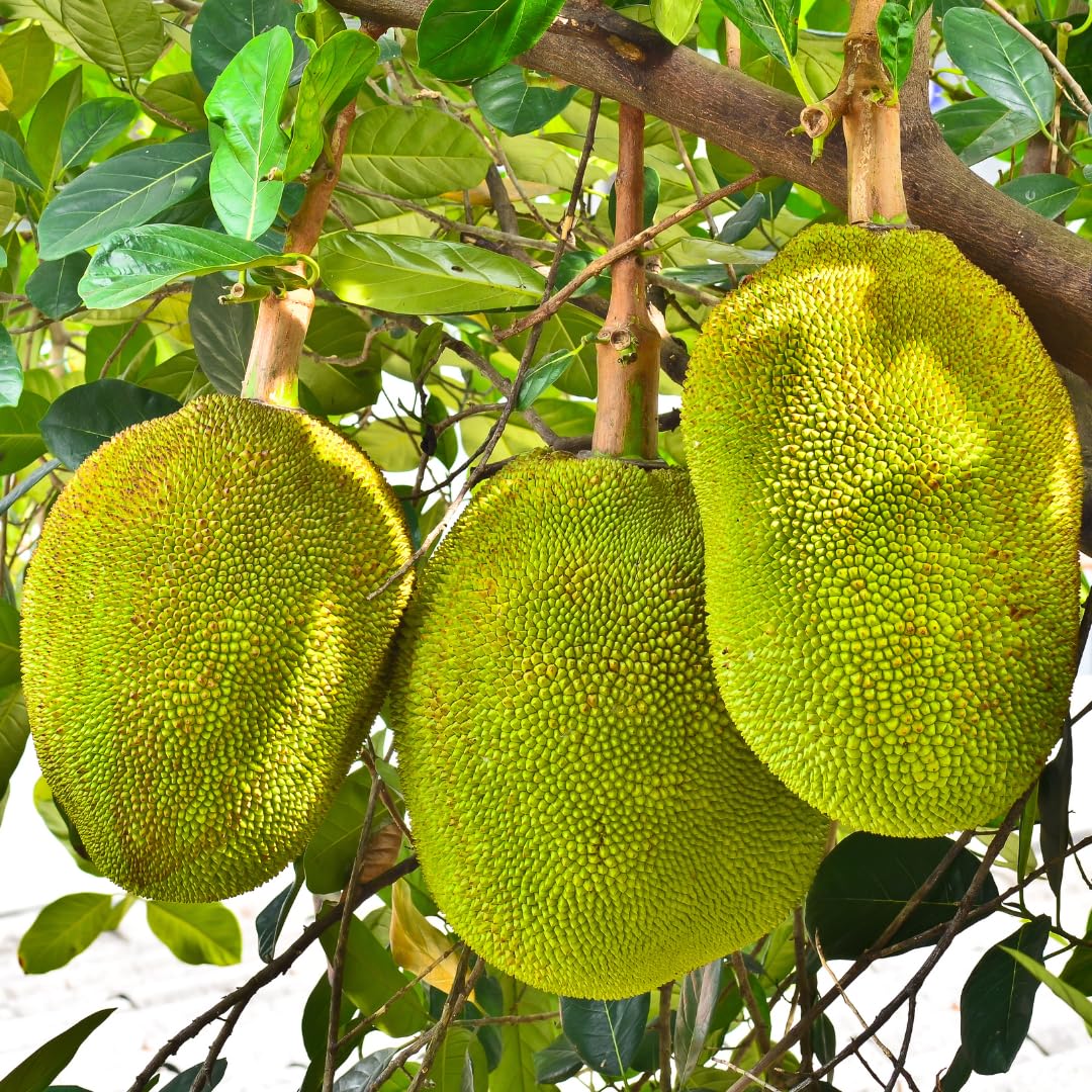 Live Jackfruit Tree Plant High Yield,1 Year Old Potted, 8-14" Tall, Sweet Tropical Fruit for Outdoor Gardens