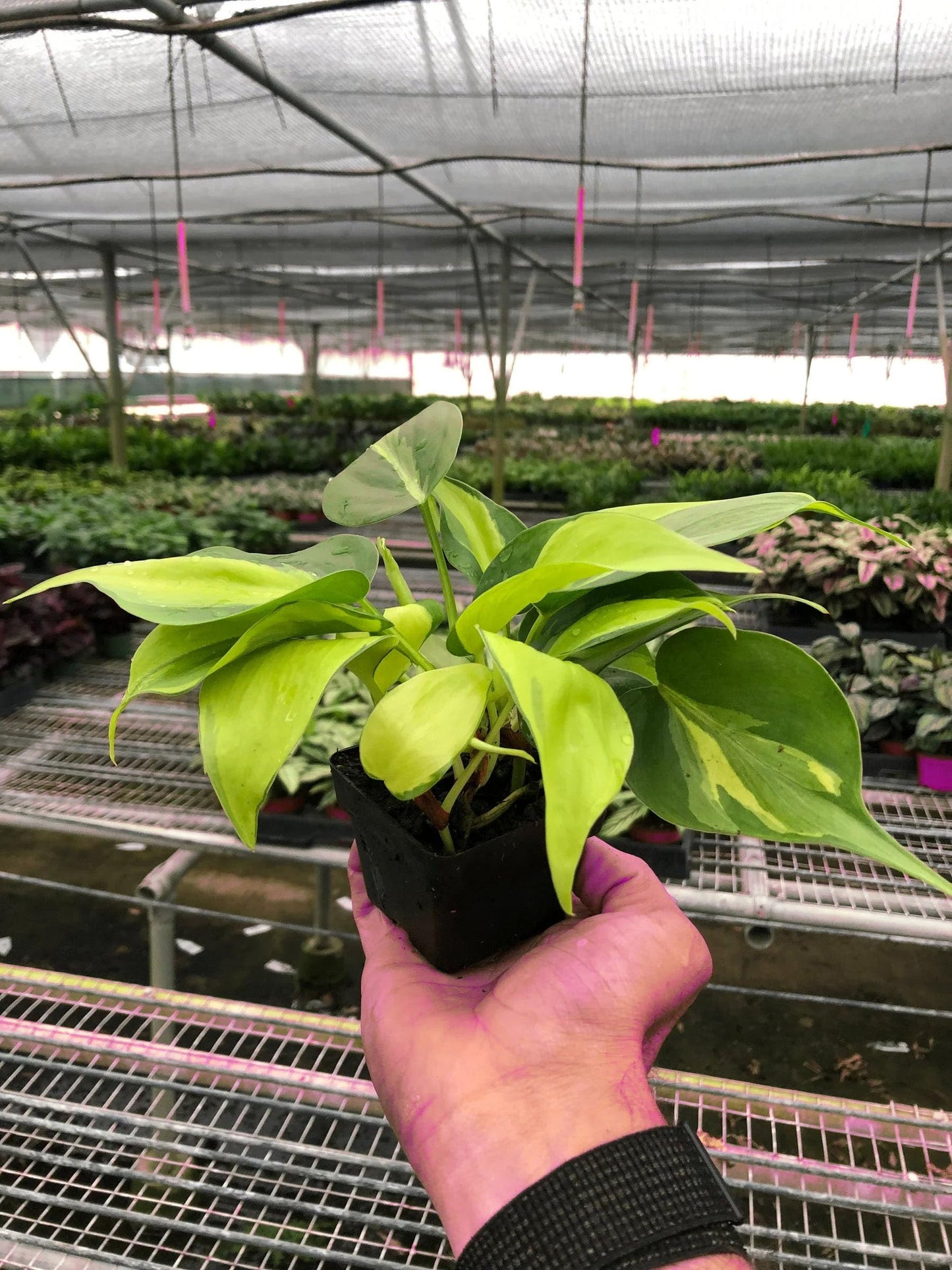 7 Pack Philodendron 'Brasil' in 3in Pot - Live Tropical Houseplant - Easy to Grow | Air Purifying | Variegated | USA Growers | The Snobby Leaf