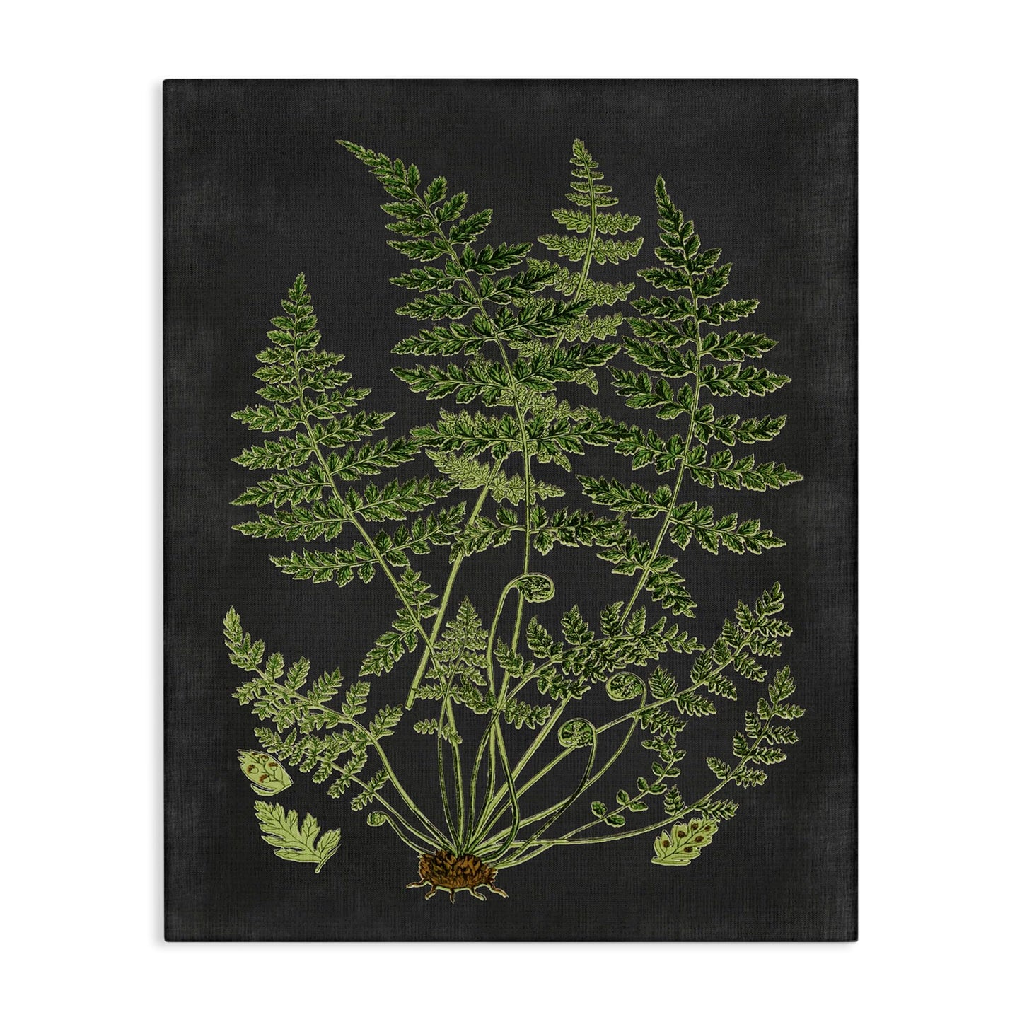 Stupell Industries 'Scientific Botanical Fern Drawing', Canvas Art, 16 x 20 Inches, Easy to Hang and Sturdy, Made in USA, by Lettered and Lined