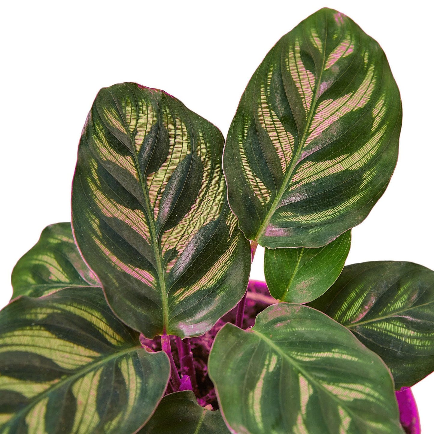 3 Pack Calathea 'Makoyana' in 6in Pot - Live Tropical Houseplant - Easy to Grow | Air Purifying | Pet Friendly | Variegated | USA Growers | The Snobby Leaf