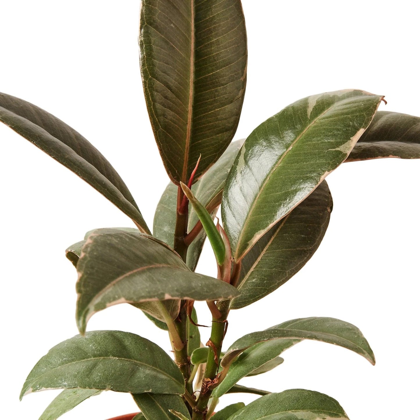 2 Pack Ficus Elastica 'Tineke' in 6in Pot - Live Plants Tropical Houseplants | Variegated | USA Growers | The Snobby Leaf