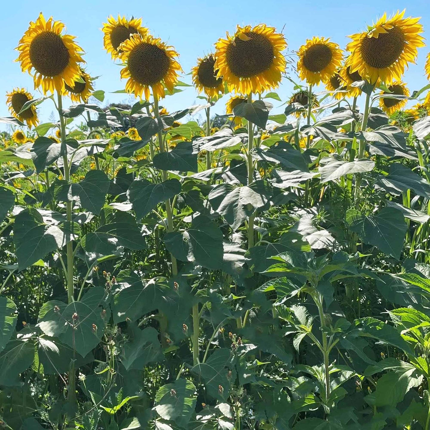 TnT Seed Company Mammoth Grey Stripe Sunflower Seeds for Planting – 5 lb Bulk Bag – Giant Sunflowers for Gardens & Food Plots – Supports Bees, Pollinators, Birds, Wildlife & Deer