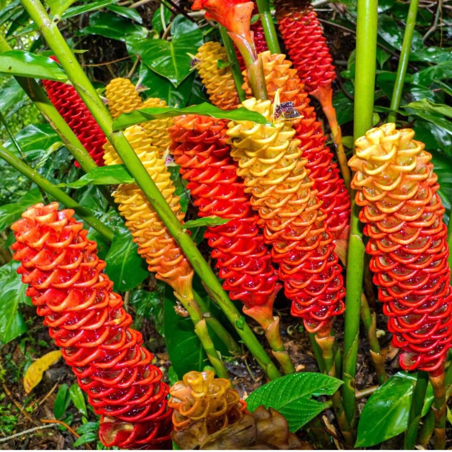 4 Awapuhi Shampoo Ginger Roots, Zingiber Zerumbet Fresh Ginger Rhizomes, Hawaiian Ginger Lily Flower Perennial Garden Simple to Grow
