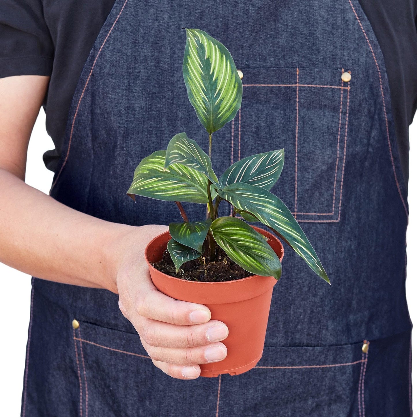 6 Pack Calathea 'Beauty Star' in 4in Pot - Live Plants Tropical Houseplants | Variegated | USA Growers | The Snobby Leaf