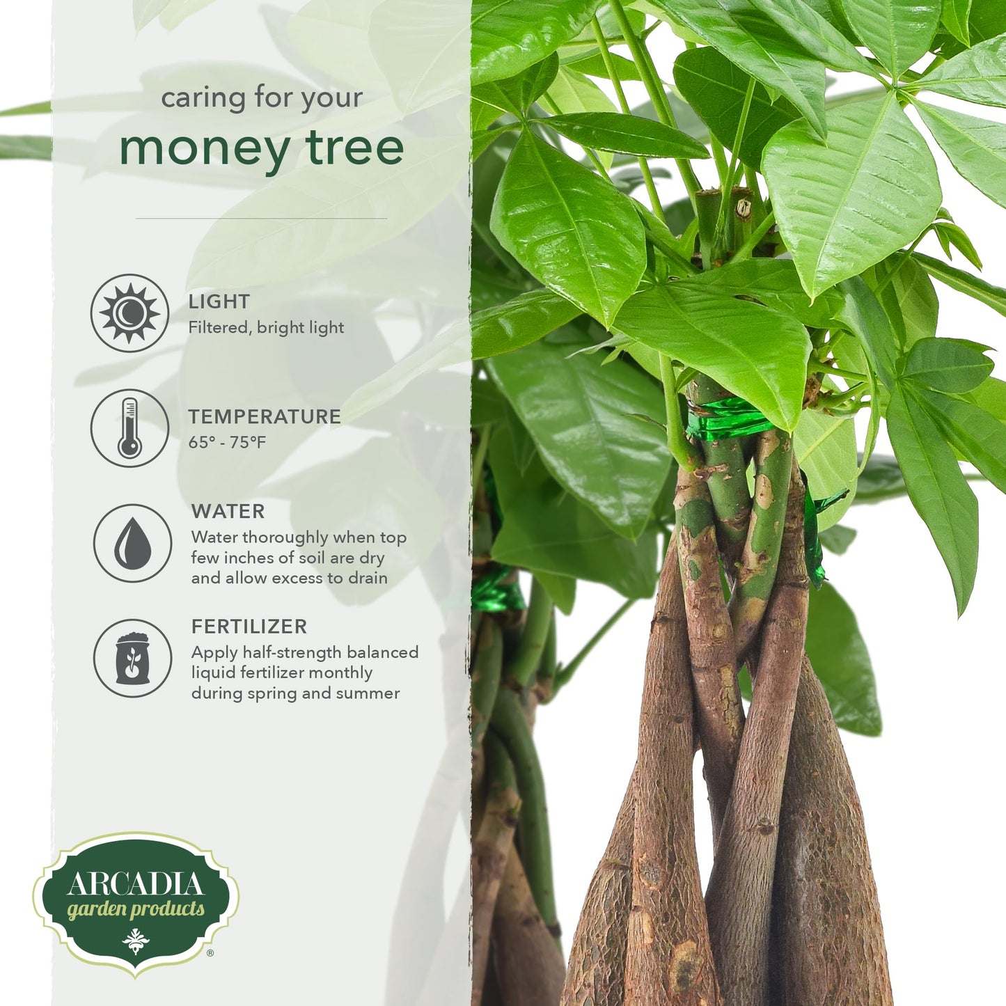 LV64 Live Braided Money Tree Pachira Aquatica Indoor Houseplant in Arcadia Garden Product's Branded Plastic Pot, Tropical Plant Collector Gift for Home and Garden Decor, 6-inch, Tan