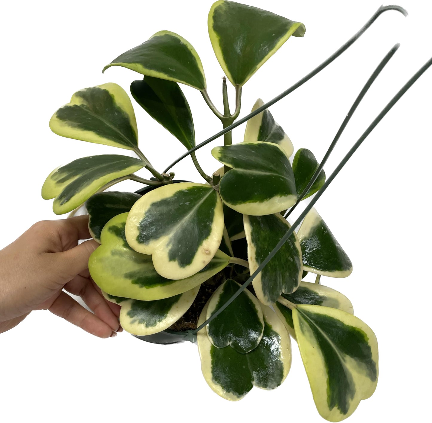 Variegated Hoya Kerrii - Hoya Plants Live Houseplant - Live Hoya Plant - Outer Variegated Hoya Kerrii - Plant Gift - Air Purifying
