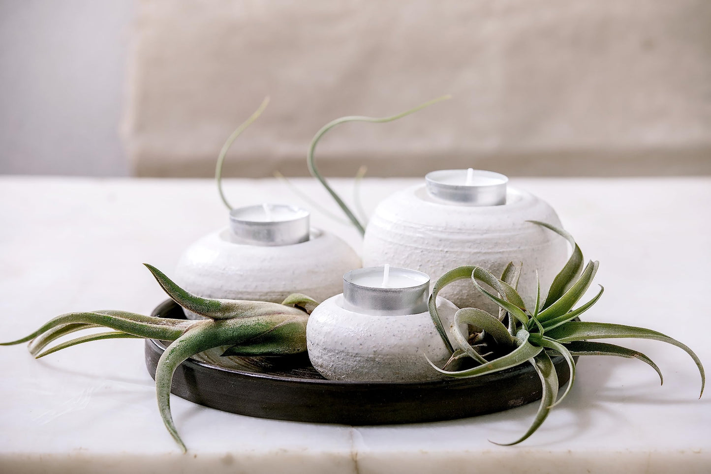 Air Plant Low Light House Plants Box (5PK) Tillandsia Air Plants Live Houseplants Live Indoor Plants Live Succulents Plants Live Terrarium Plants Live, Air Plant Holder Airplant Kit by Plants for Pets