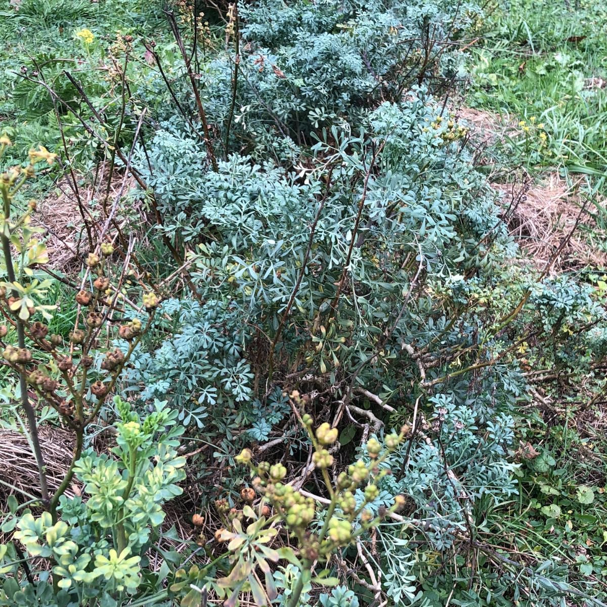 Smoke Camp Crafts Rue Herb Plant Seeds, Ruta graveolens, Grows Into Beautiful Plants, Herb of Grace, Garden Rue, 100 Seeds for Planting, 0.2 Gram