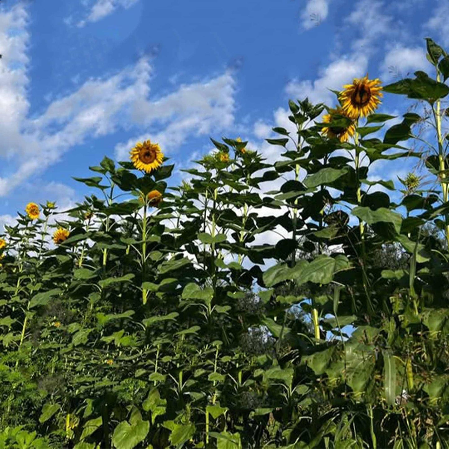 TnT Seed Company Mammoth Grey Stripe Sunflower Seeds for Planting – 5 lb Bulk Bag – Giant Sunflowers for Gardens & Food Plots – Supports Bees, Pollinators, Birds, Wildlife & Deer