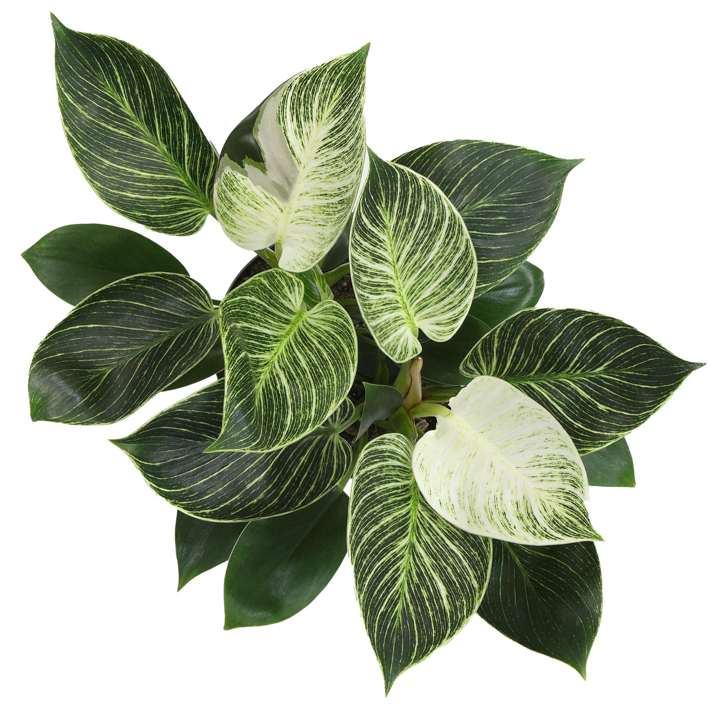 Variegated Philodendron Birkin Houseplant, Powerful Air Purifying Plant, Easy to Grow, Upright Philodendrons, Popular Live Indoor Plants, 6 in. Grower Pot