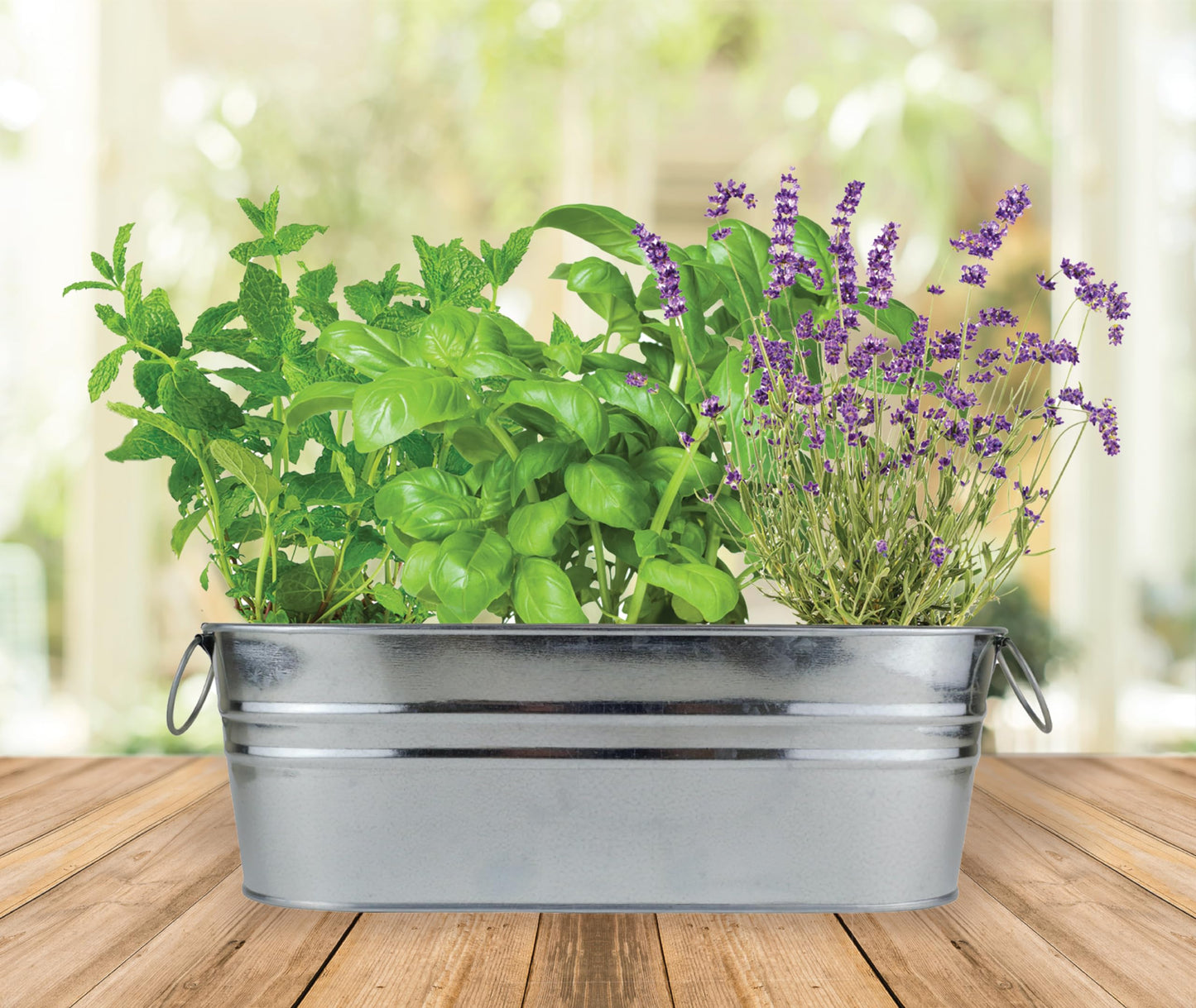 BUZZY Seeds Margarita and Mojito Windowsill Mini Garden Grow Kit, Herb Starter Set with Mint, Lime Basil and Lavender Seeds, Grow Your Own Herbs Indoors, Gardening Gift, Holiday Present