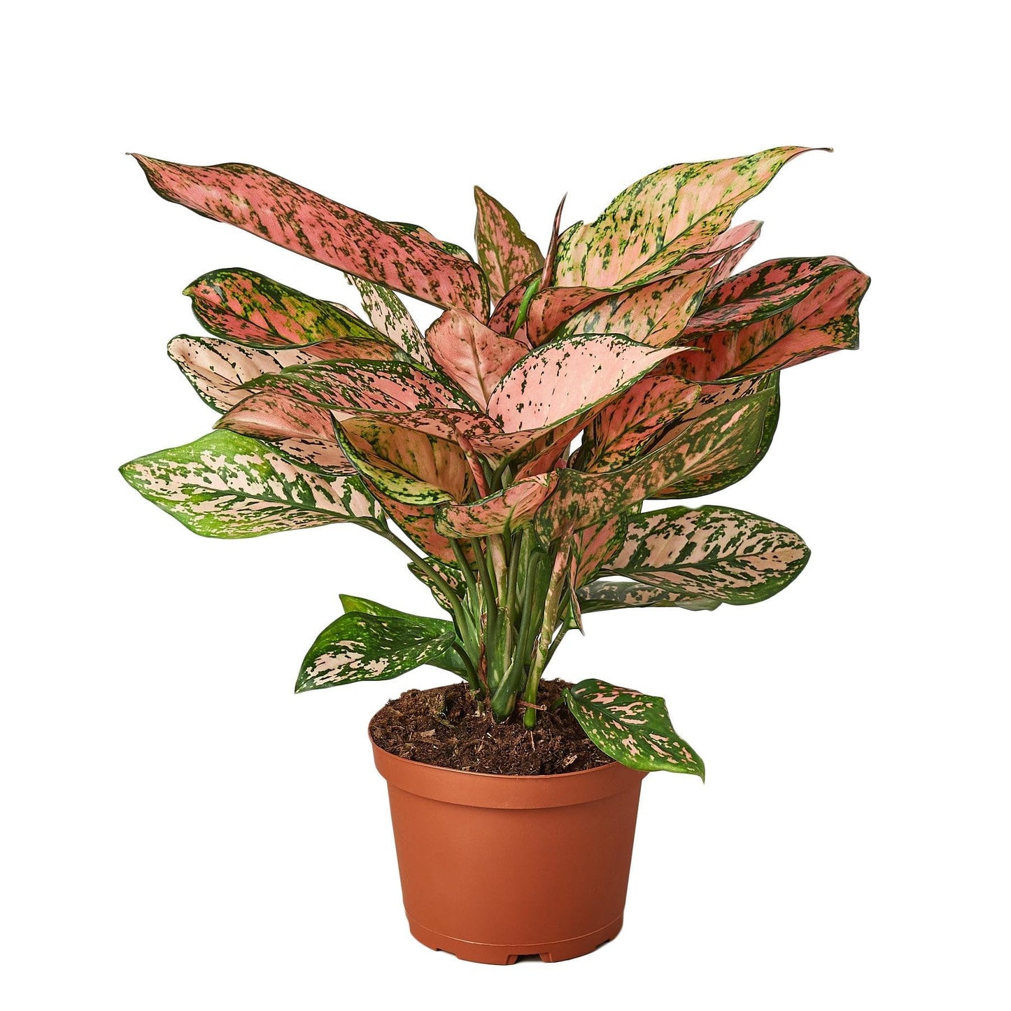 9 Pack Chinese Evergreen 'Lady Valentine' in 2in Pot - Live Plants Tropical Houseplants | Variegated | USA Growers | The Snobby Leaf