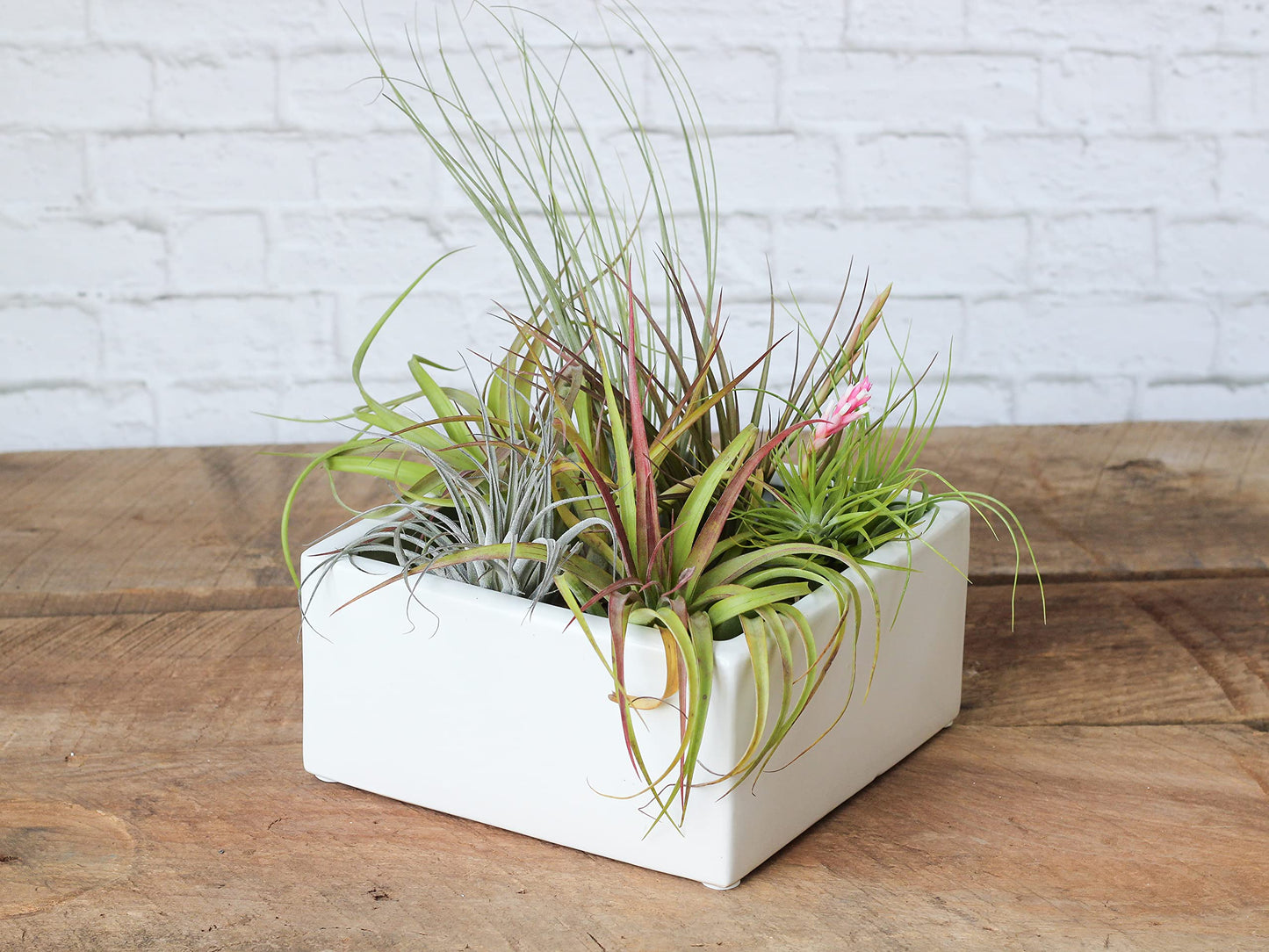 Air Plant Shop 10 Pack Premium Variety Pack with Fertilizer Packet- Wholesale and Bulk - Succulents - Live Tillandsia - Easy Care Indoor and Outdoor House Plants