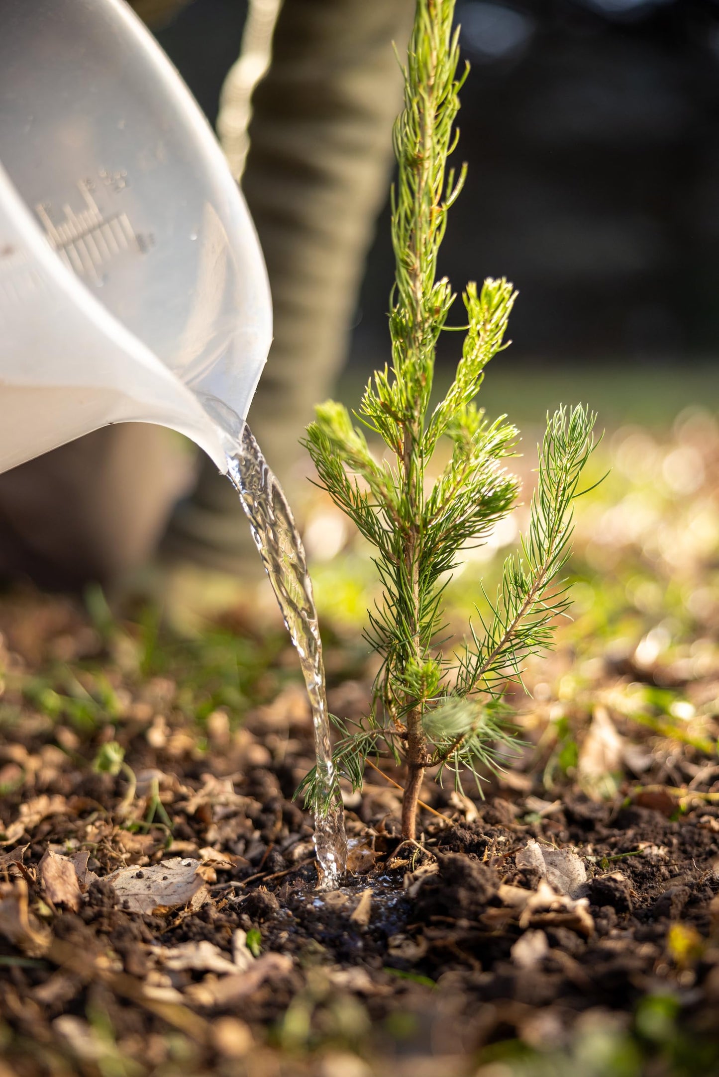 Black Spruce Live Tree Plug Seedlings | 6"-12" | Arbor Day Foundation (10-Pack)