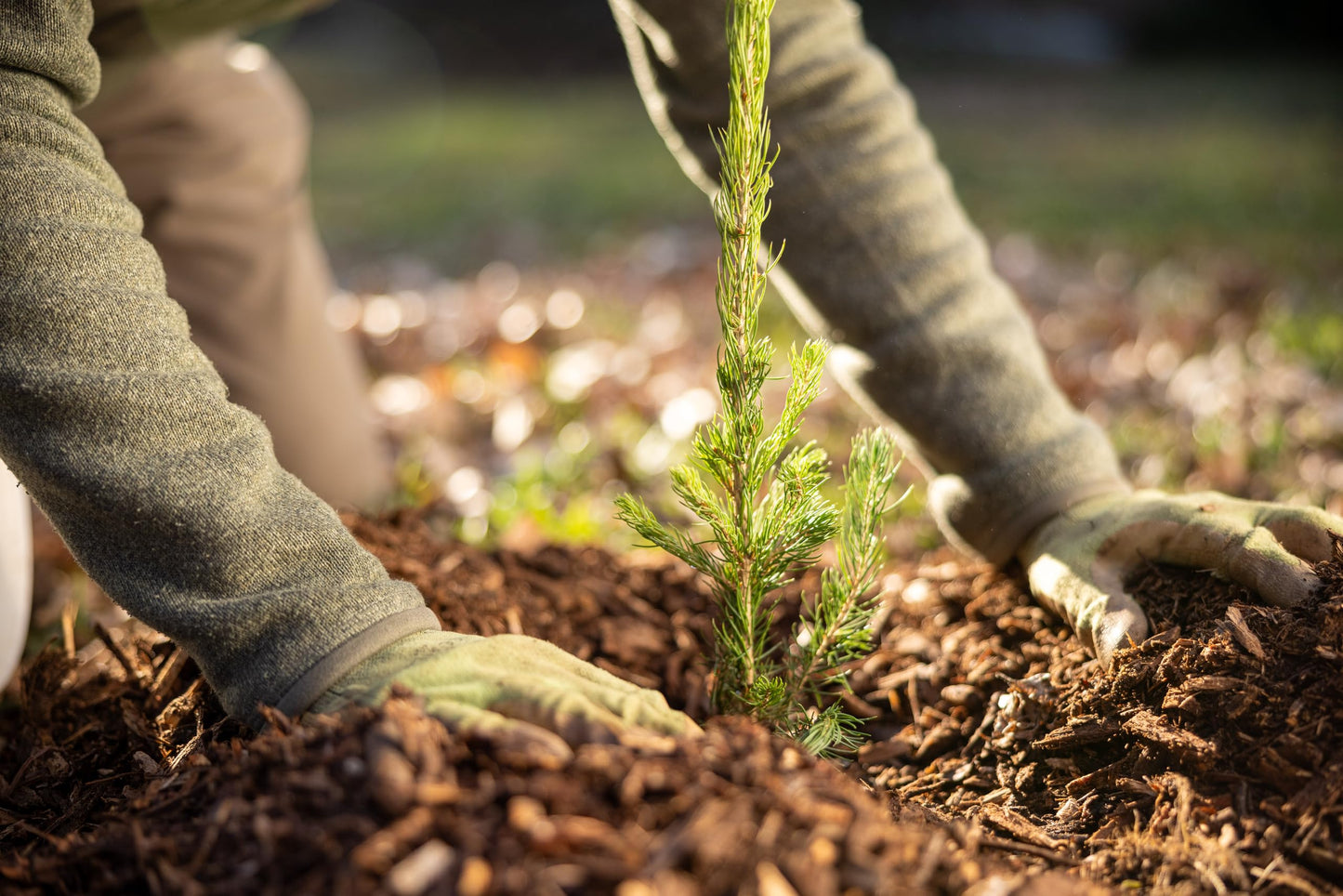 Ponderosa Pine Live Tree Plug Seedlings | 6"-12" | Arbor Day Foundation - (Due to Agricultural Laws, Unavailable to AZ, CA, ID, ME, MT or UT) (10-Pack)