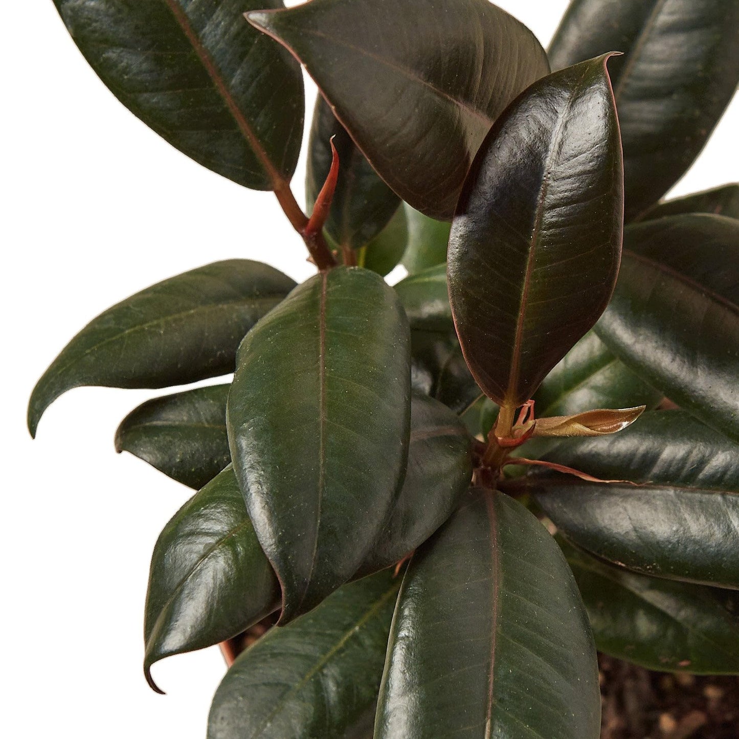 6 Pack Ficus Elastica 'Burgundy' in 6in Pot - Live Plants Tropical Houseplants | Variegated | USA Growers | The Snobby Leaf