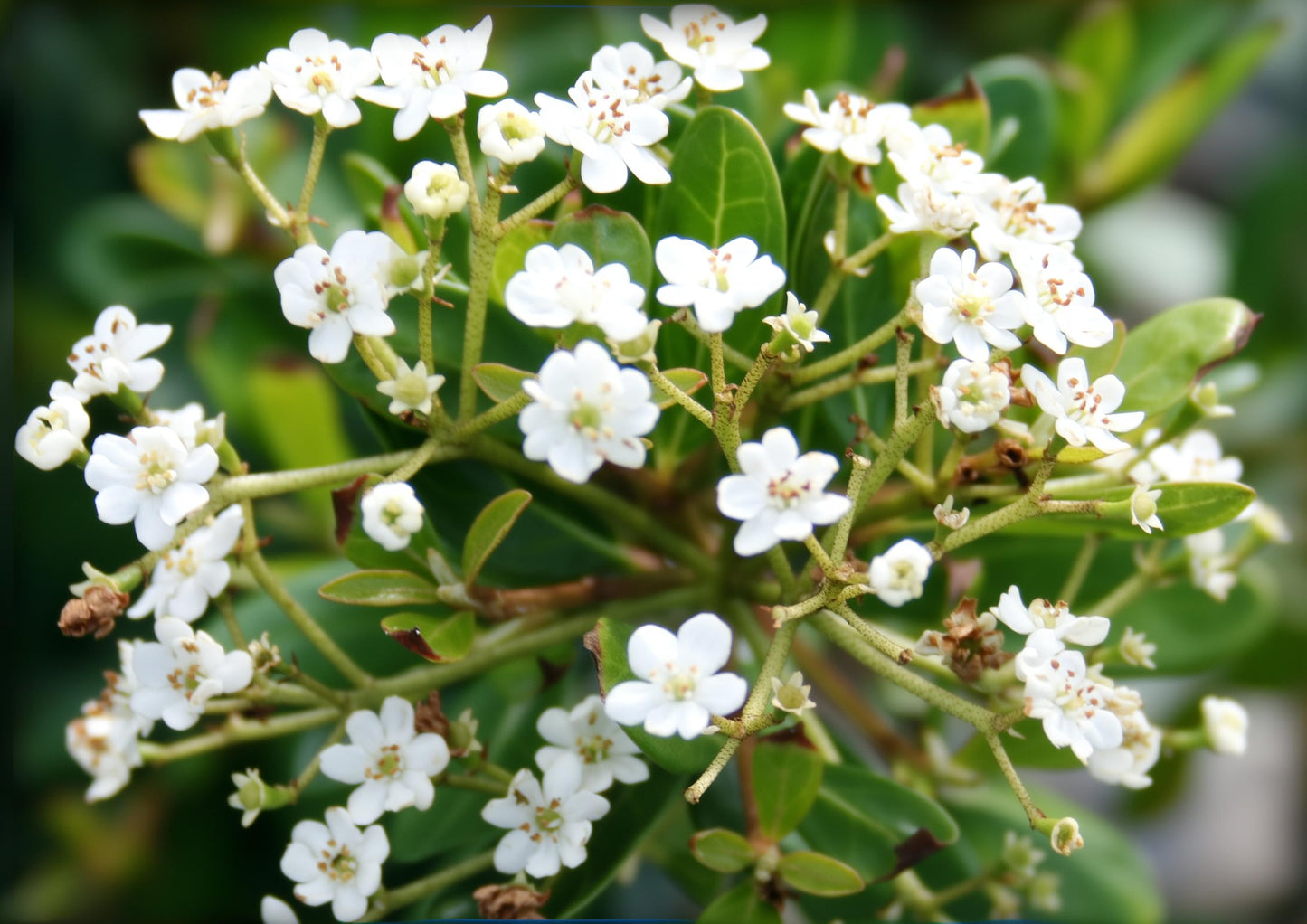 Viburnum Densa | 1 Extra Large Trade 3 Gallon Plant | Viburnum Obovatum 'Densa' | Live Compact Evergreen Shrub | Low-Maintenance Privacy Plants for Landscaping