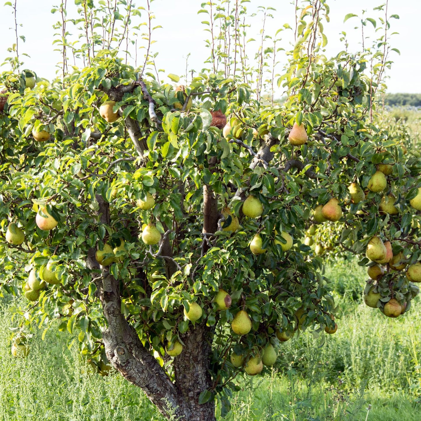 9 Months Old Pear Tree Live Plant for Spring Planting, Red-Yellow Green Pears 8-10 Inches in Tall, No Pot, Dormant in Winter, No Leaf, Cold Hardy Pear Home Orchard Yard