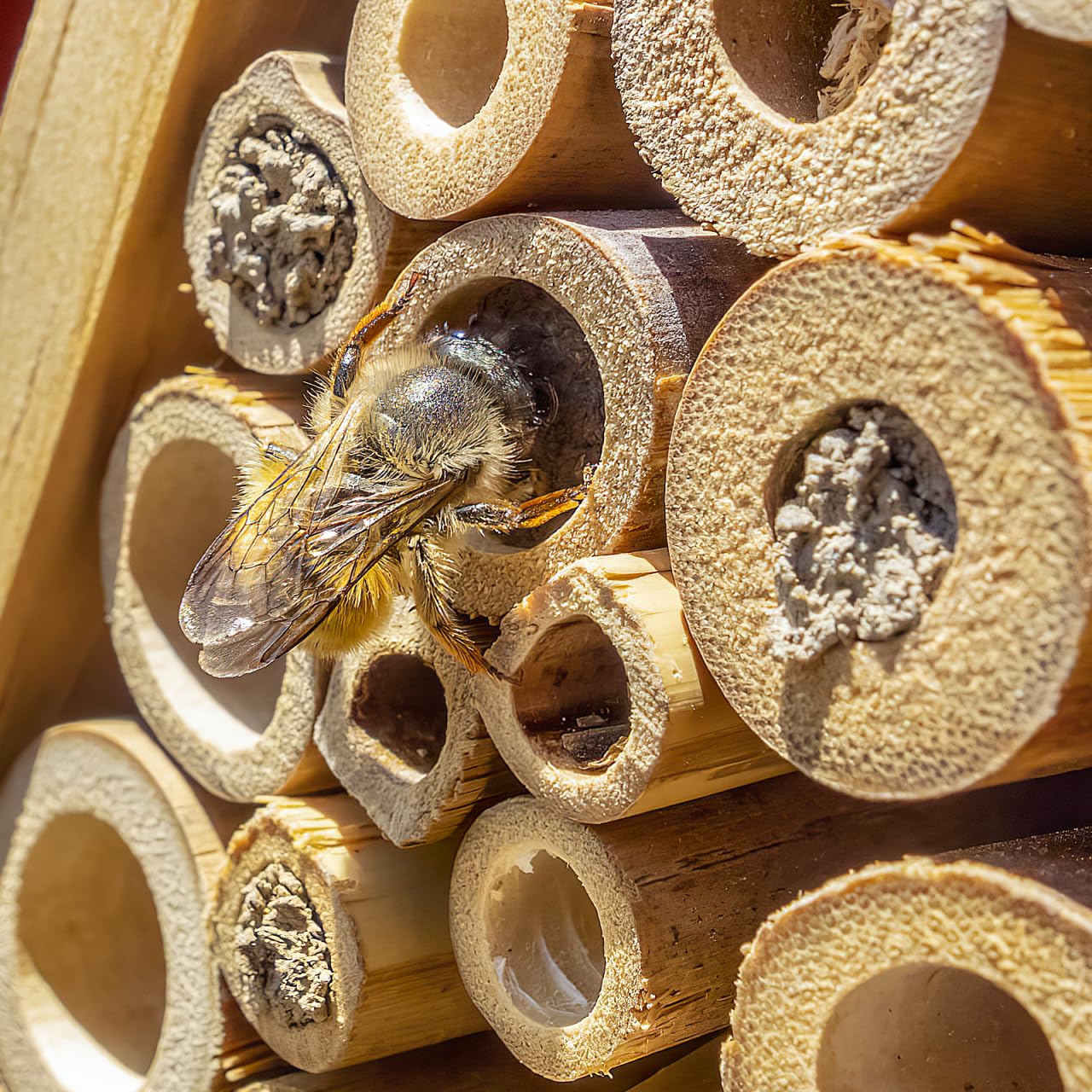 Mipcase Natural Reed Bee Tubes 200 Pack Mason Bee House Tubes Replacement Nest Liners for Pollination Breeding and Beekeeping Supplies 5.90In Length