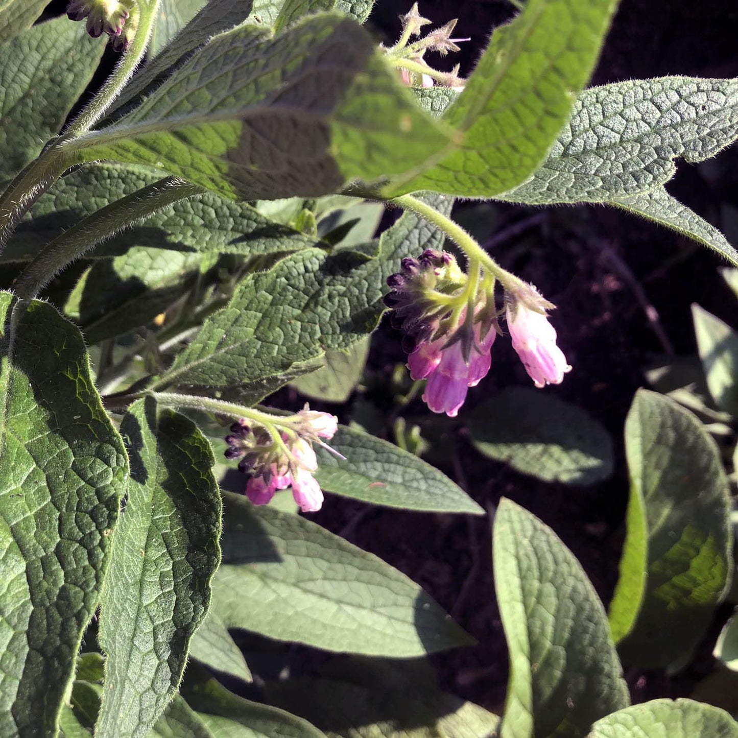 Smoke Camp Crafts Comfrey Plant, Symphytum officinale, Beautiful Plants, Mexican Hat, Garden Decor, 2.5" Pot