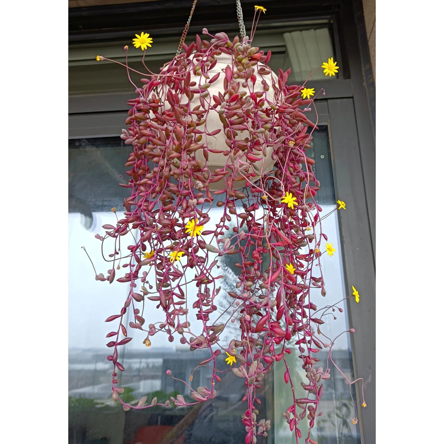 Sprout N Green 4" Ruby Necklace with White Stripe Pot, Live Othonna capensis L.H.Bailey Succulent, Purple Hanging Trailing House Plant for Home Office Wedding Decoration DIY Project Party Favor