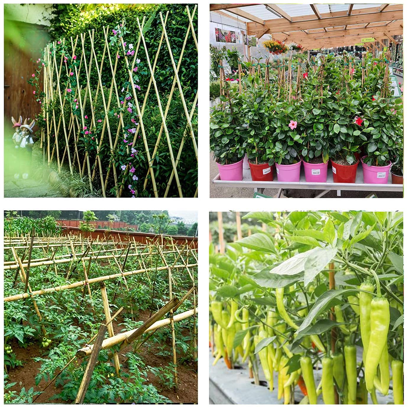 Cambaverd Bamboo Sticks for Plants 2 Feet Bamboo Stakes for Indoor Gardening Plant Stakes Supports Potted Plants Mini Trees Garden Stakes - Pack of 30 Bamboo Poles