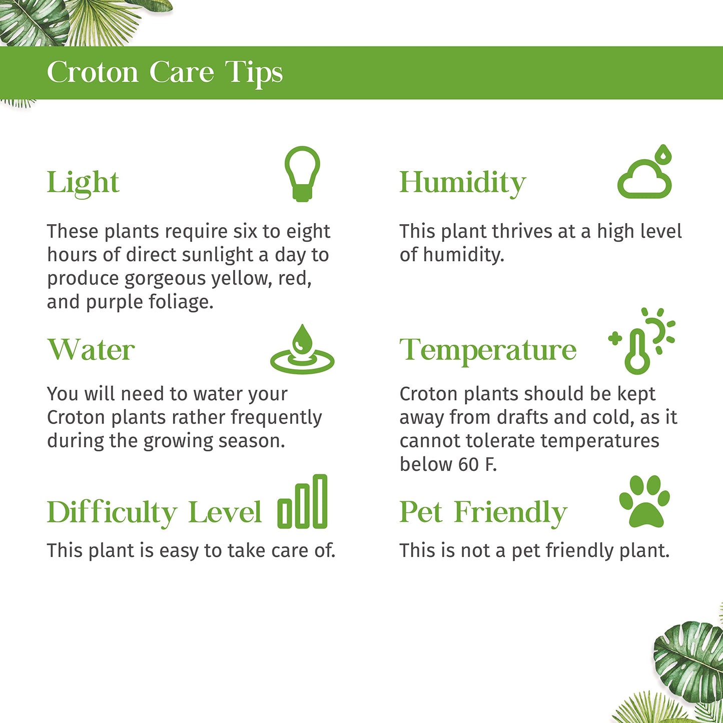 Croton Mammy Live Plant for Indoor | Different Houseplants in 4'' & 6'' Pot | Real House Plant for Living Room, Office, Desk & Bathroom | Codiaeum | Mammy
