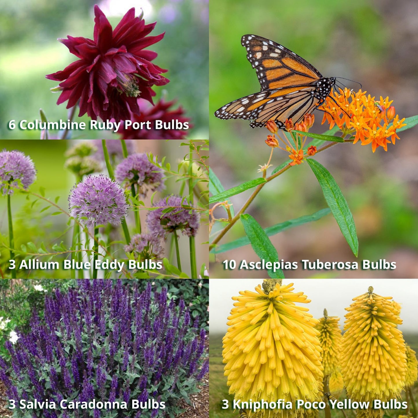 Complete Sunny Perennial Pollinator Flower Bulb Garden - 25 Bulbs for 50 Days of Continuous Blooms (Summer Color from July Through October) - Easy to Grow Summer Planting Bulbs by Willard & May