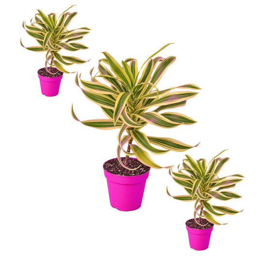 3 Pack Dracaena 'Song of India' in 6in Pot - Live Plants Tropical Houseplants | Variegated | USA Growers | The Snobby Leaf