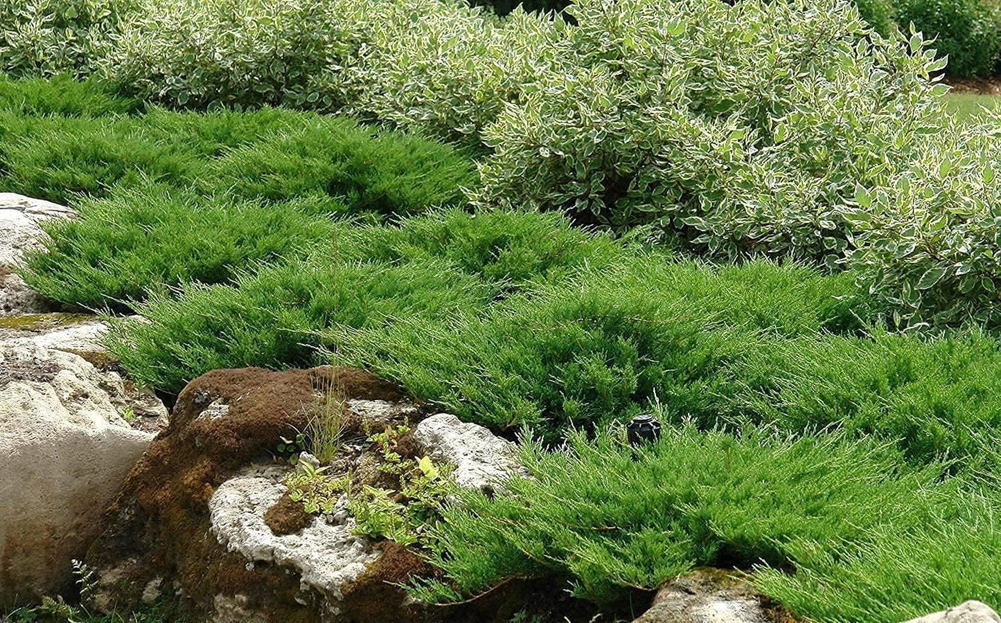 Juniper Andorra Compacta | 3 Live 4 Inch Pots | Juniperus horizontalis ‘Andorra Compacta’ | Low-Growing Evergreen Ground Cover | Drought-Tolerant Landscaping Plants