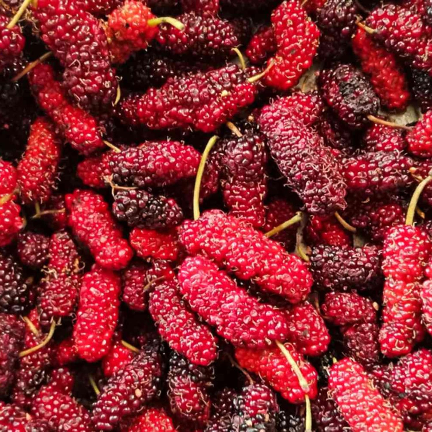 3-Pack Mulberry Plants Live for Planting, 5-9” Tall, Sweet Mulberries Trees Live (Red Mulberry)