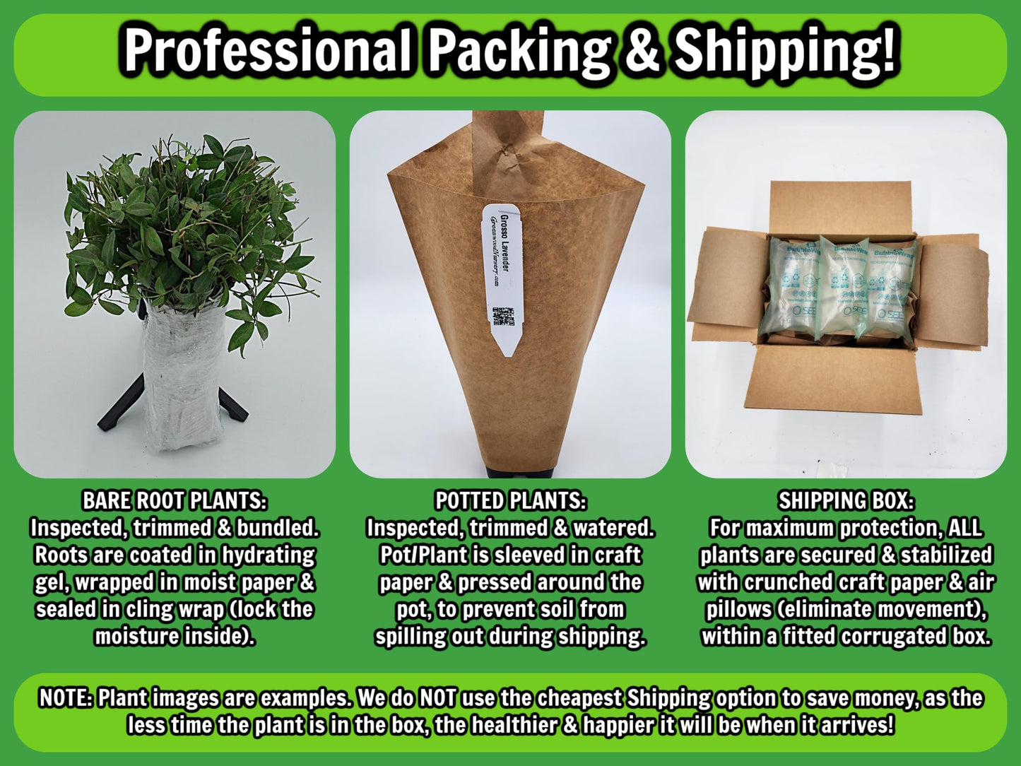 Greenwood Nursery: Live Ground-Cover Plants - Dwarf Plumbago + Ceratostigma Plumbaginoides - [Qty: 2X Pint Pots] - (Click for Other Available Plants/Quantities)