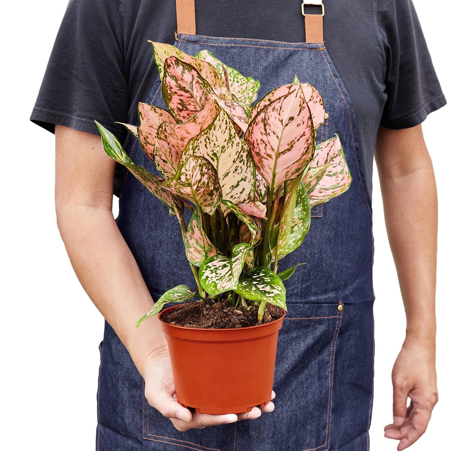 9 Pack Chinese Evergreen 'Lady Valentine' in 2in Pot - Live Plants Tropical Houseplants | Variegated | USA Growers | The Snobby Leaf
