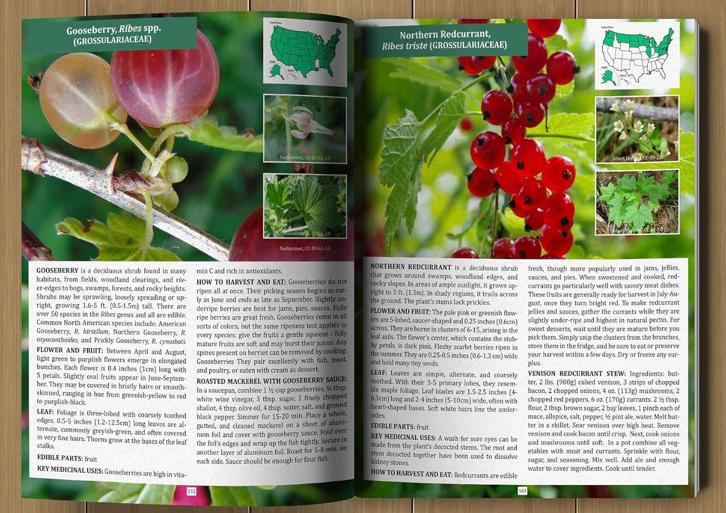 The Forager’s Guide to Wild Foods