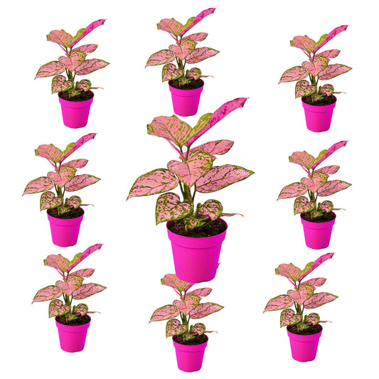 9 Pack Chinese Evergreen 'Lady Valentine' in 2in Pot - Live Plants Tropical Houseplants | Variegated | USA Growers | The Snobby Leaf