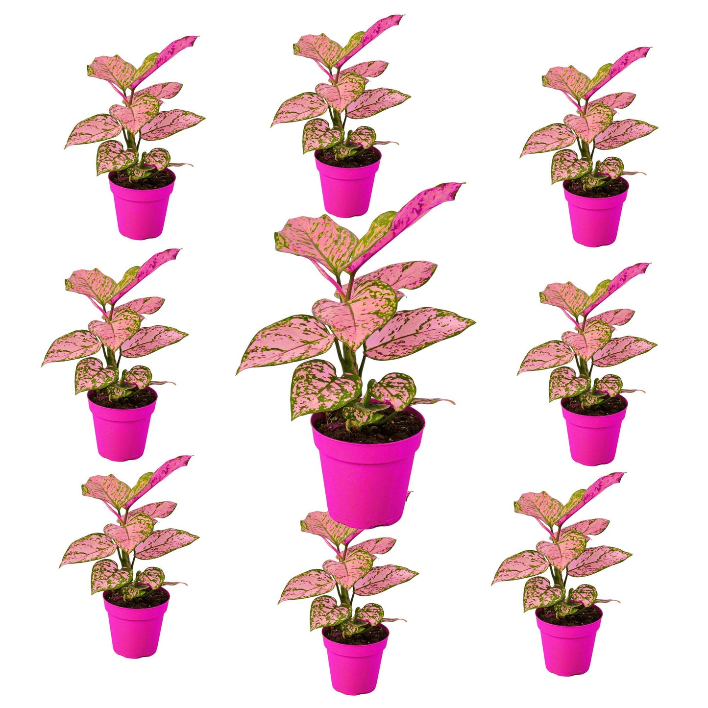 9 Pack Chinese Evergreen 'Lady Valentine' in 6in Pot - Live Plants Tropical Houseplants | Variegated | USA Growers | The Snobby Leaf